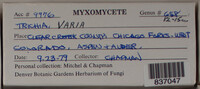 Trichia varia image